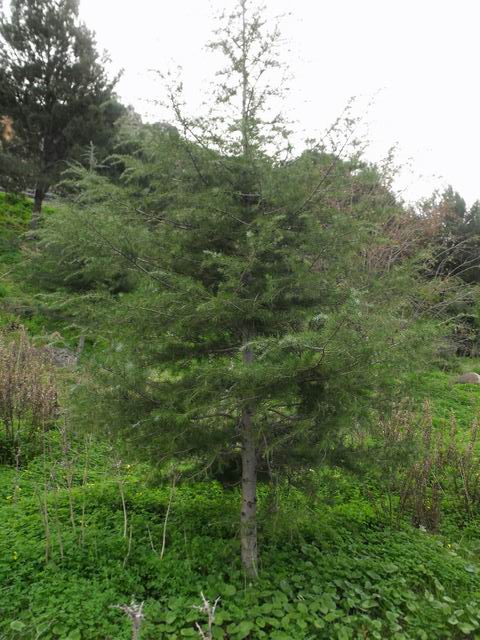 Cedrus cfr. deodara